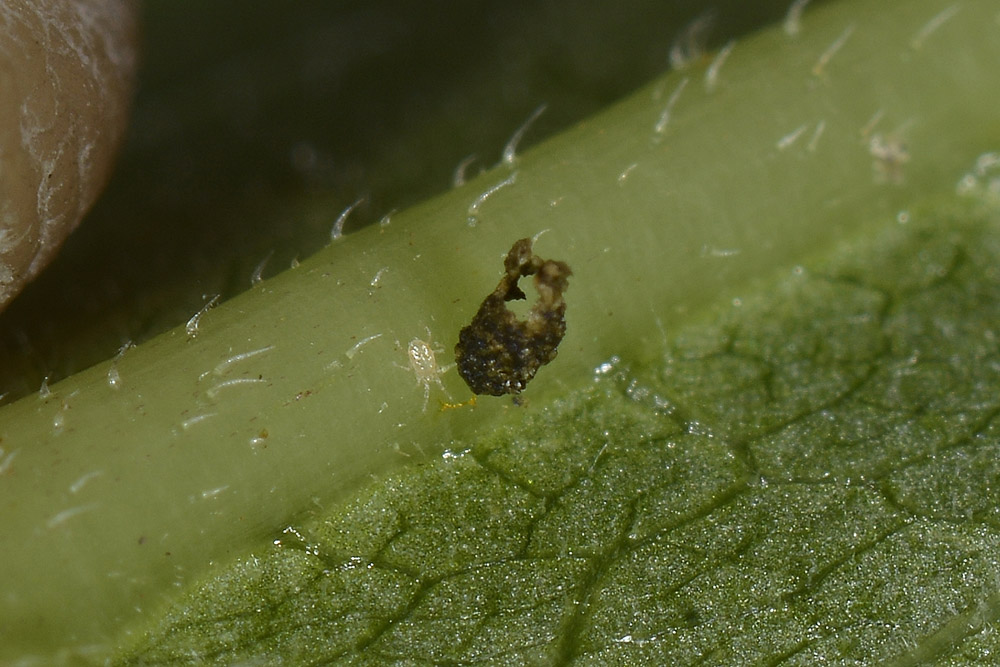 Oomorphus concolor, Chrysomelidae. 